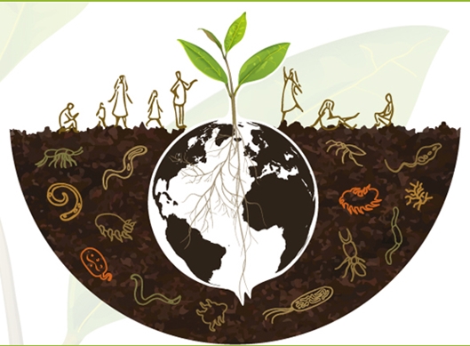 【江苏电视台】“世界土壤日”：保持土壤生命力 保护土壤生物多样